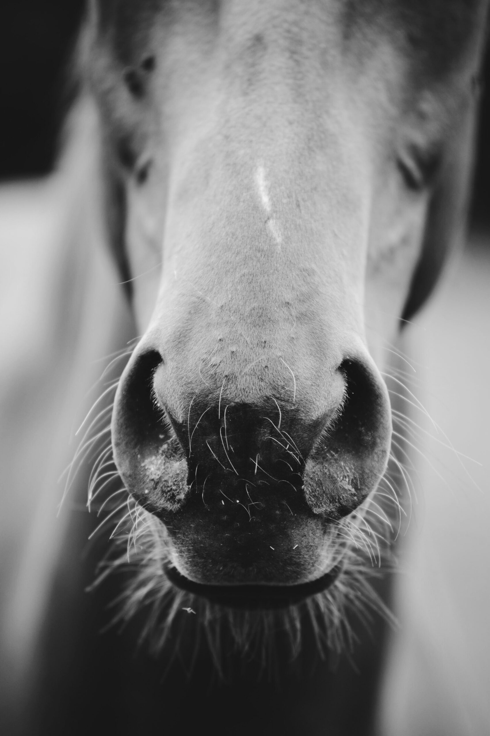 Photo de cheval en noir et blanc pour Lohla nutrition équine à Morestel en Isère